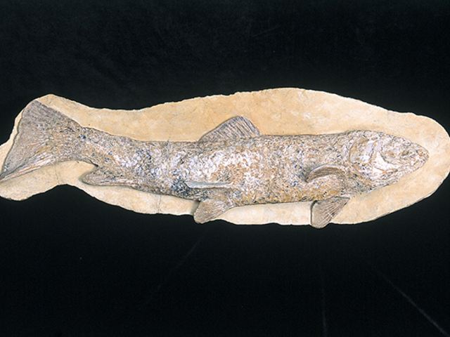 �������~���[�W�A��