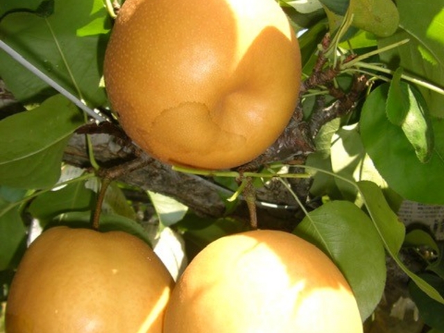 �t���[�c�p�[�N�z��