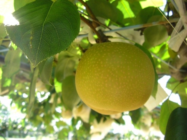 �t���[�c�p�[�N�z��