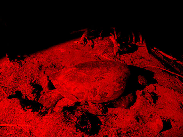 5������8���ɂ͊C�T�Əo��邩��_�����K�C�hPolaris