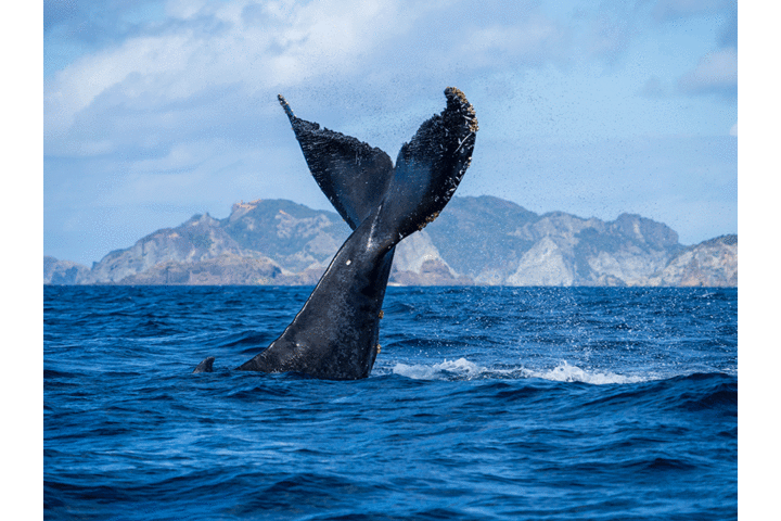 �~�̎���̓U�g�E�N�W��_�����K�C�hPolaris