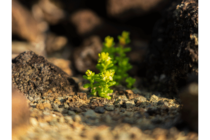 ���}���͌ŗL��̕�ɂł�_�����K�C�hPolaris