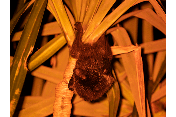 �ŗL��I�K�T�����I�I�R�E����_�����K�C�hPolaris