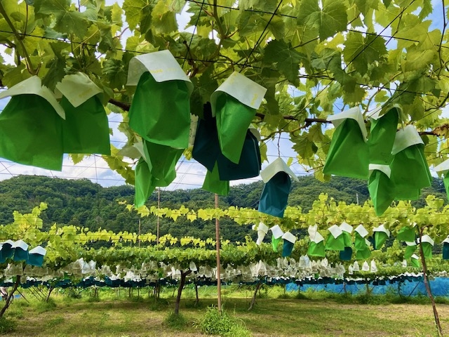 ����Ԃǂ���