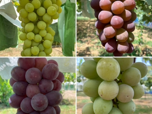 ����Ԃǂ���