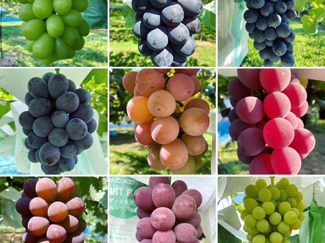 ����Ԃǂ���