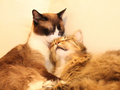 �L�J�t�F�@�L���b�g�X�g���[�g�̎ʐ^