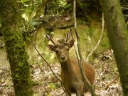 Kichikin Trek v̎ʐ^2