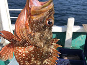 ΔnA[tBbVOVD@Ȃۂ̎ʐ^4