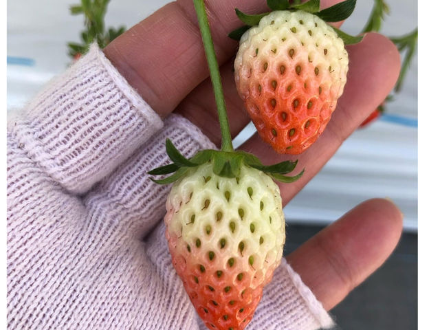 �����������̃O���f�[�V�������Y��ł���_䕈ꉏ