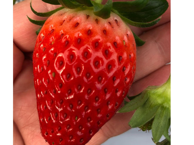 �s�b�J�s�J�̂����������ł���_䕈ꉏ