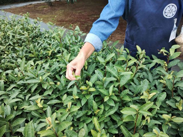 ��j��t�ł̓E�̂����Ă����܂��B���̓E�̂̎��Ԃ��ƂĂ��y�����Ƃ������𑽂������܂��B_�ۉ�