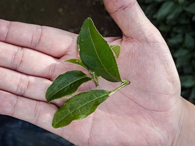 ��j��t�ł̓E�̂����Ă����܂��B���̓E�̂̎��Ԃ��ƂĂ��y�����Ƃ������𑽂������܂��B_�ۉ�