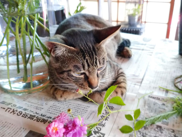 �������Ԃ̏���������`������L�A�݂Ȃ��񂪗�����ƒp���������ĉB��܂��B�B
���܂Ɋ���o�����Ƃ�����̂Ō���ꂽ��A�L�D������̓��b�L�[�����I_�Ԃ̍H�[ ��΂�̎�