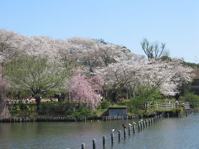 �����r�́A���̖����Ƃ��Ă��m���A���̐��Ȃ��300�{�ȏ�B(�y�j�ߑO�c�A�[�ɂ�)_������Ѓr�����r�����c�A�[�Y