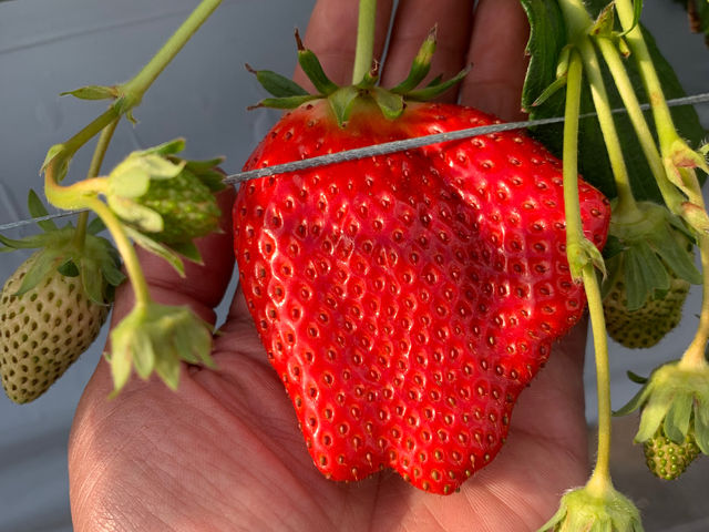 ��������farm