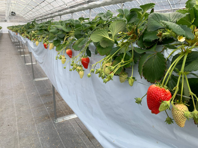 ��������farm