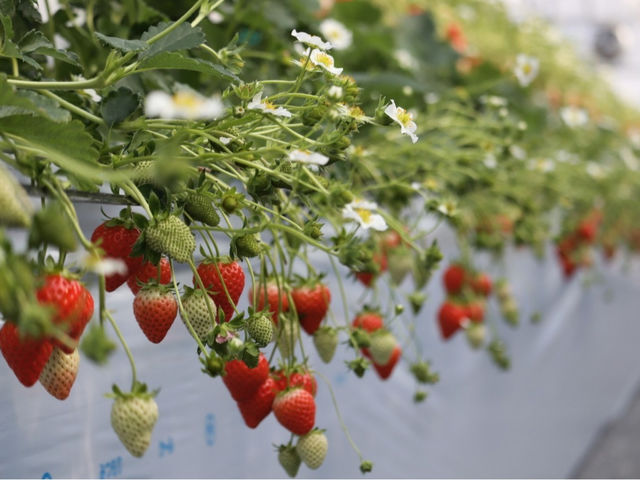 ������܃x���[1