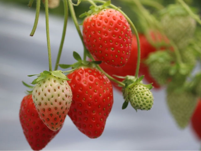 ������܃x���[1