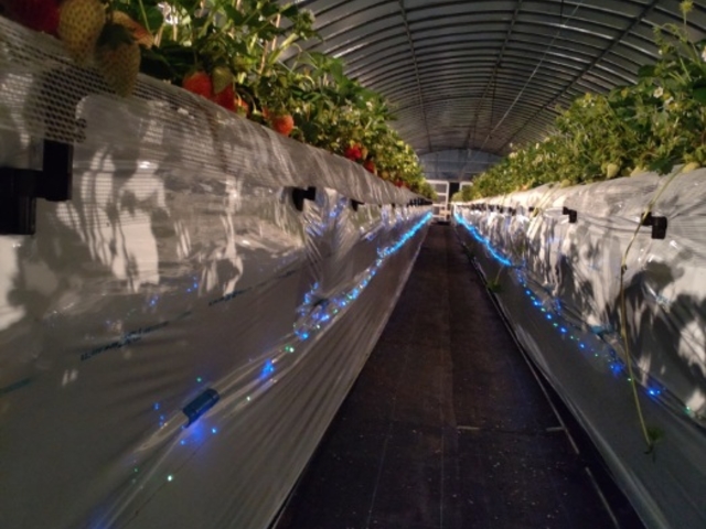 ストロベリー ナイト_itoBEEファーム