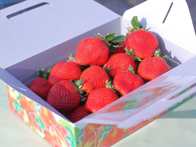 お持ち帰りの苺600g程入ります!_itoBEEファーム