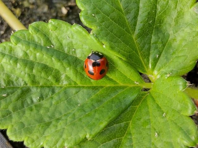 �e���g�E���V���Q����������܂�_�������̐X �������