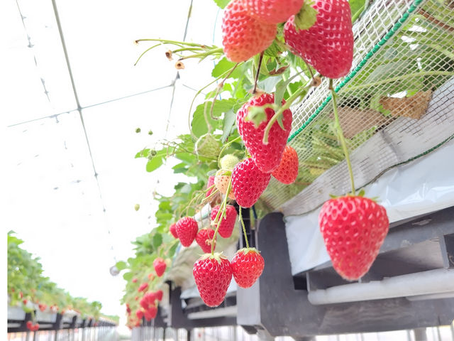 ���ݍ͔|�ŗ������܂܂̂�������肪�y���߂܂�_�������̐X �������