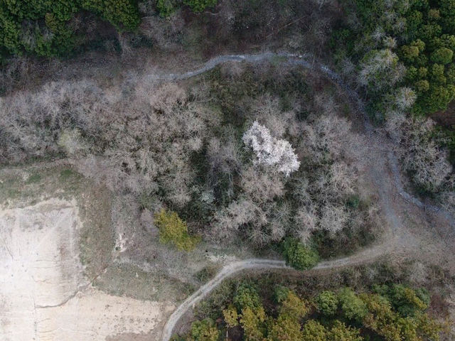 �L��ȕ~�n�B�f�B�Y�j�[�����h�ƃV�[�𑫂������炢�B_�͂�͂�̋�