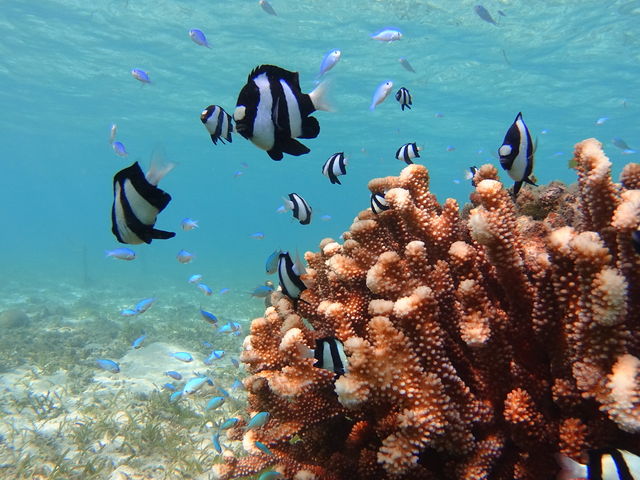 �V���m�[�P�����O�|�C���g_����}�����A�N�e�B�r�e�B�p�[�N������