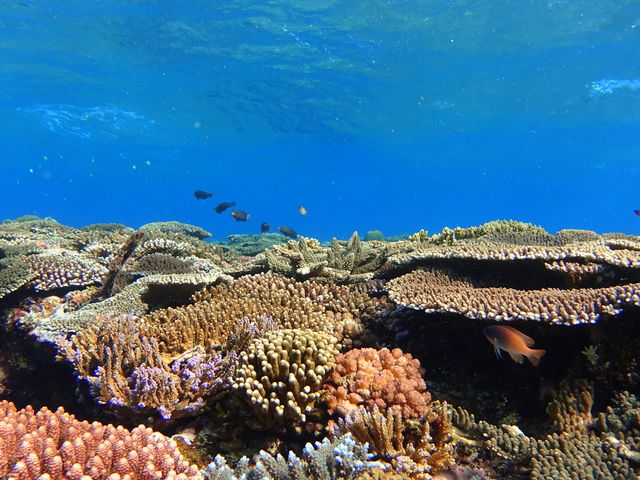 �V���m�[�P�����O�|�C���g_����}�����A�N�e�B�r�e�B�p�[�N������