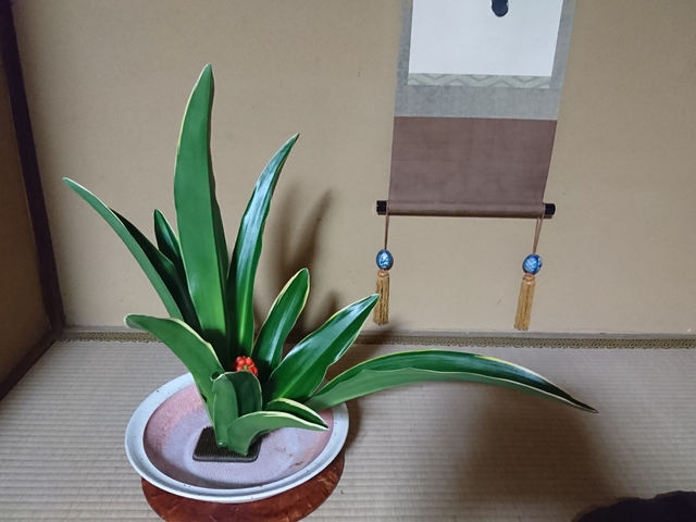 �����΂Ȃ̂��m�Âł��B���k����̍�i�ł��B�ÓT�I�Ȃ����ԂȂǂ����m�Â��܂��B�ʐ^�́A�������ɏ��閜�N��(������)�̂����Ԃł��B
���_�����������Ă��������Ă܂��B_��k SENKEI