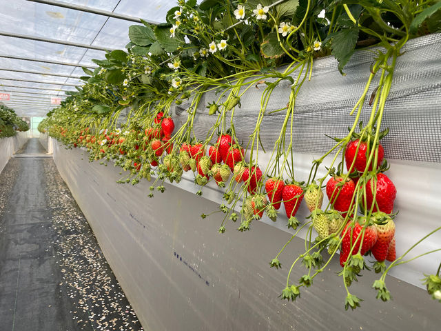 �͂�Ȃt�@�[��