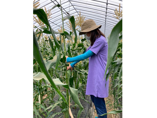 ����Ă��t�@�[��