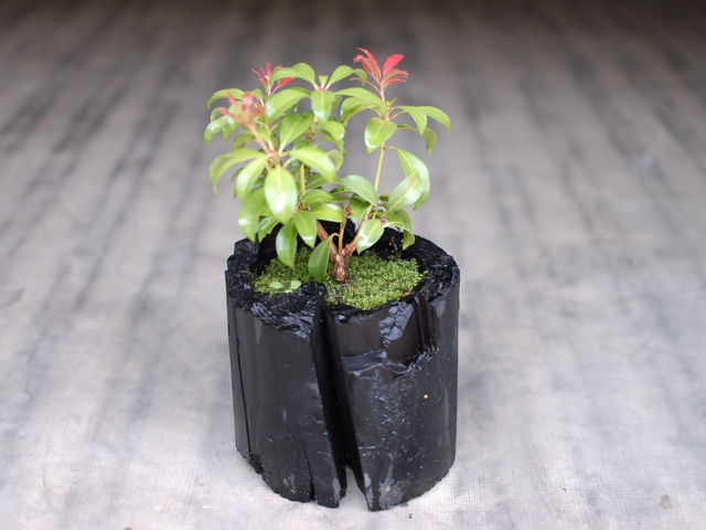 ���R�̌�GreenGiftOutdoorsNagano