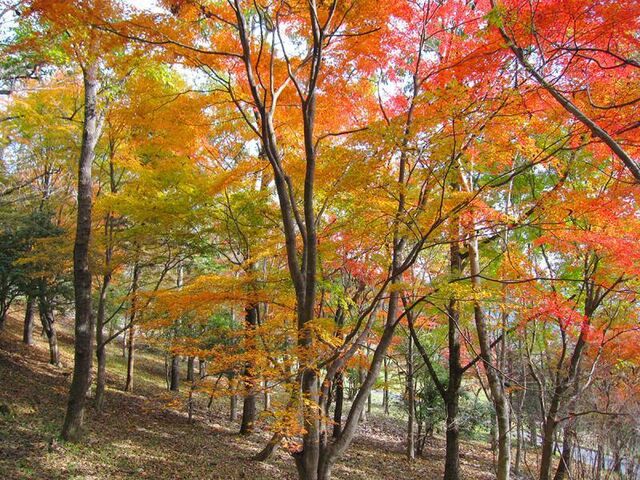 �啪�������̐X�̎ʐ^1