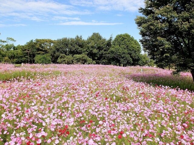 �ؑ]�O������u�H�̉ԕ���v�̎ʐ^1