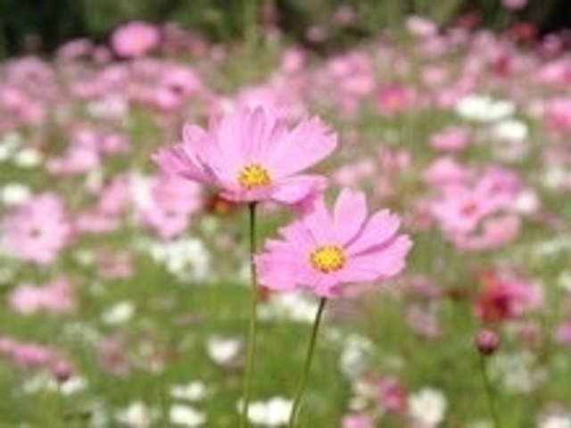 �ؑ]�O������u�H�̉ԕ���v