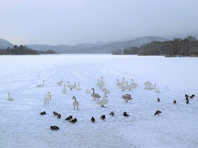 ������Z�o�b�g