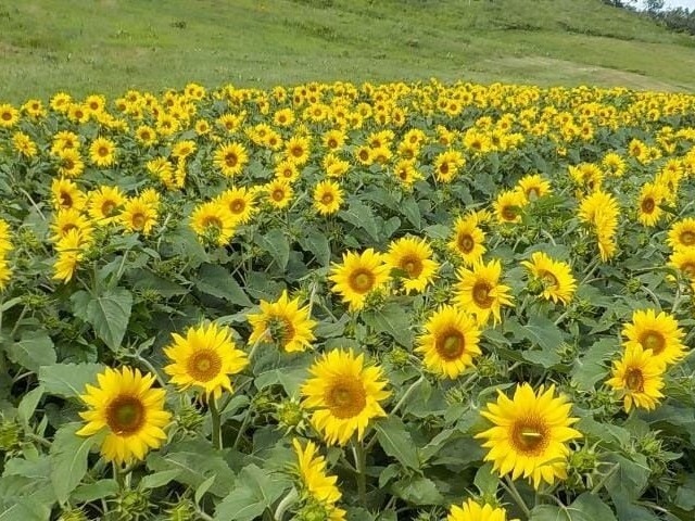 �ق��̂����V��̂Ђ܂�艀