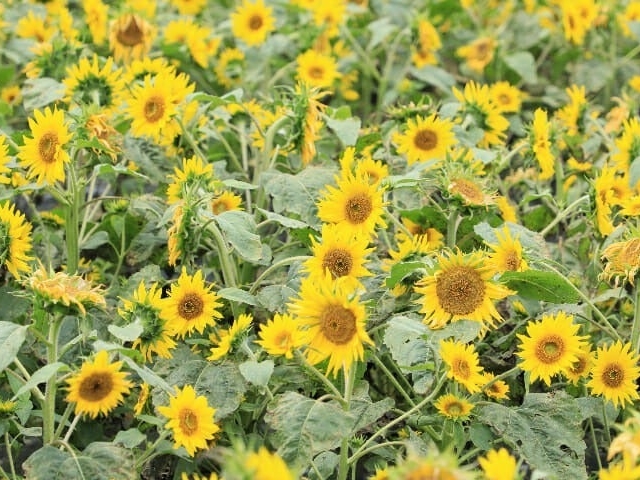 �ق��̂����V��̂Ђ܂�艀