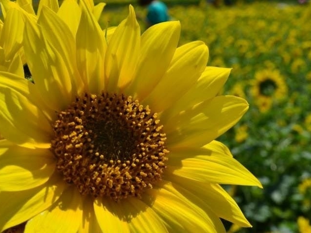 �ق��̂����V��̂Ђ܂�艀