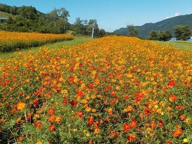 �ق��̂����V��̂Ђ܂�艀