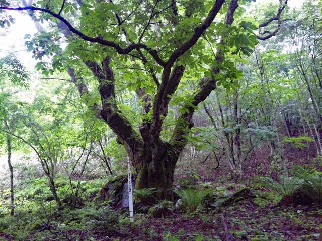 ����̋��� ������