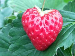 �������̐X ������܂̎ʐ^1