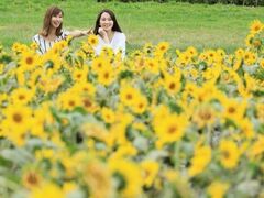 ほおのき平天空のひまわり園の写真1