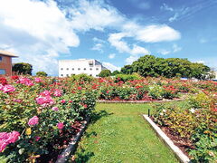 �����₢�s���Ԓd�̎ʐ^1