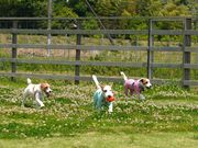 THE FARM FIELD̎ʐ^3