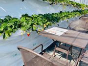 ���������̃x���[�^�E���̎ʐ^3