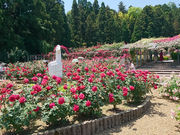 ��R���̎ʐ^2