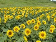 �ق��̂����V��̂Ђ܂�艀�̎ʐ^4